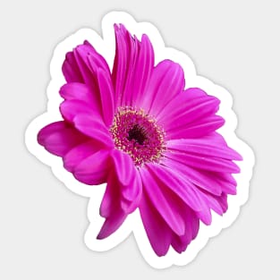 Pink Gerbera Daisy Floral Photo Cutout Sticker